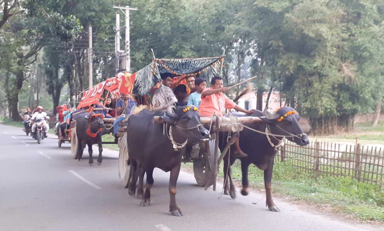 পঞ্চগড়ে ঐতিহ্য ধরে রাখতে গরু-মহিষের গাড়িবহরে বিয়ে